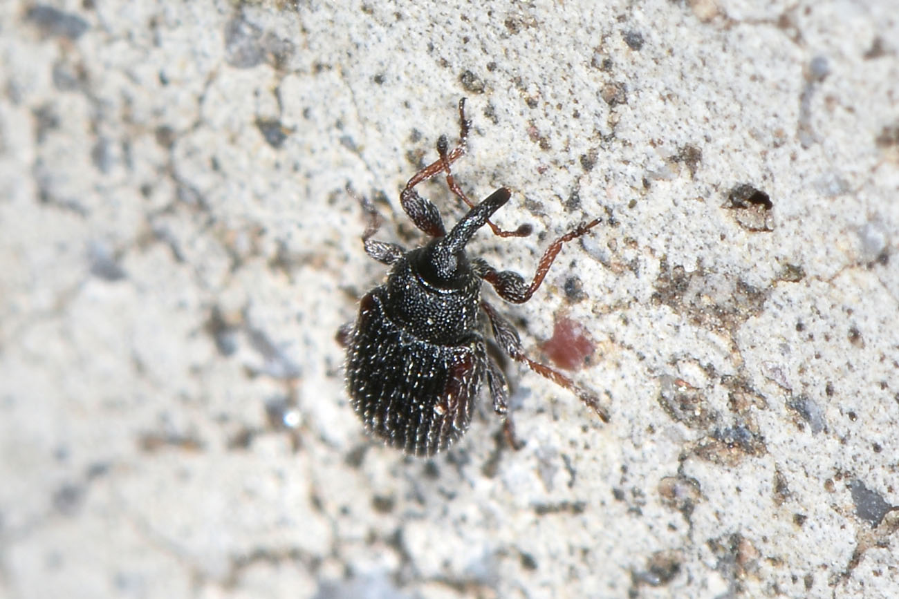 Curculionidae:  Gymnetron cfr. rostellum